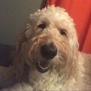 Meet your Posher, Grant